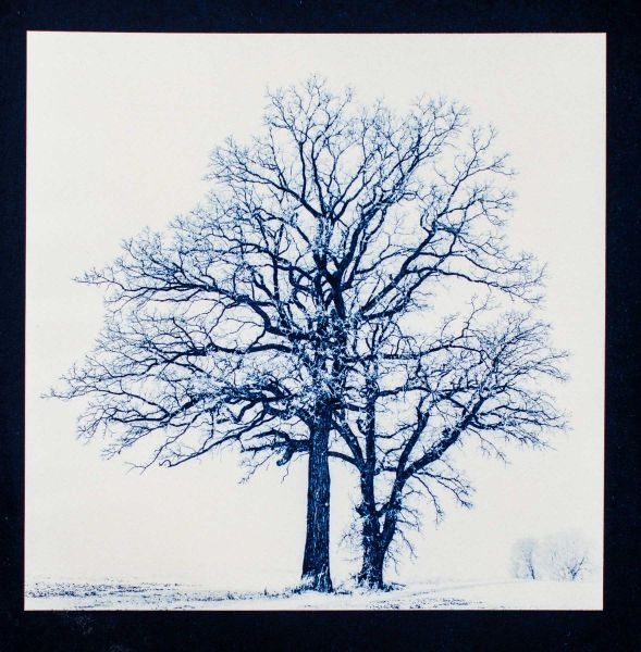 sunandsilver-cyanotype-portfolio-2023-339