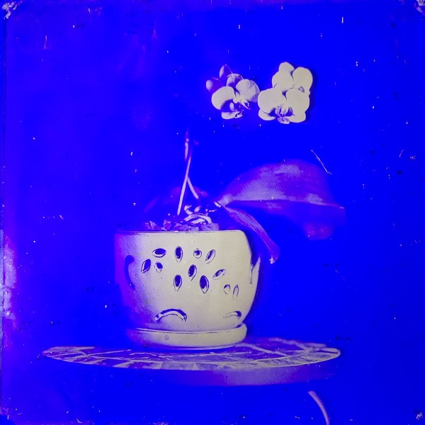 2022-07-23-sunandsilver-collodion-orchids-