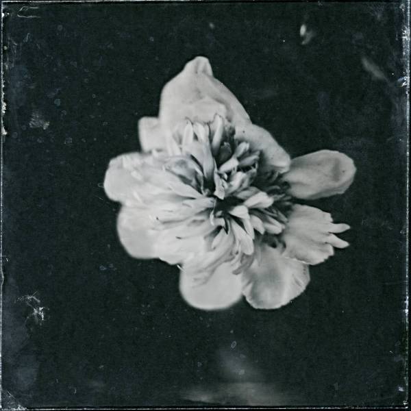 2022-07-23-sunandsilver-peonies-ambrotype-029