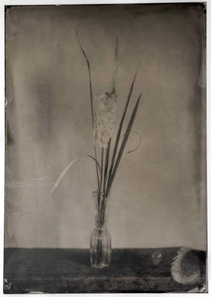2022-10-17-cattails-collodion-wet-plate-sunandsilver-093545