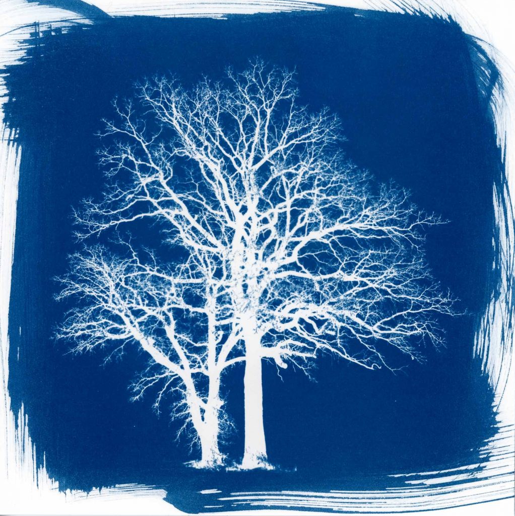 tree cyanotype