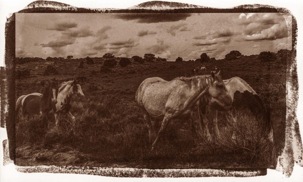 wild horses - salt print