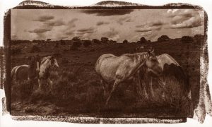 Wild Horses – Salt Print