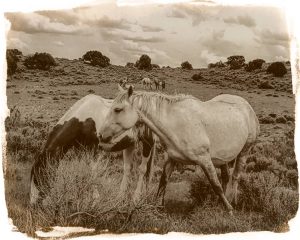 Wild Horses –  New Salt Print