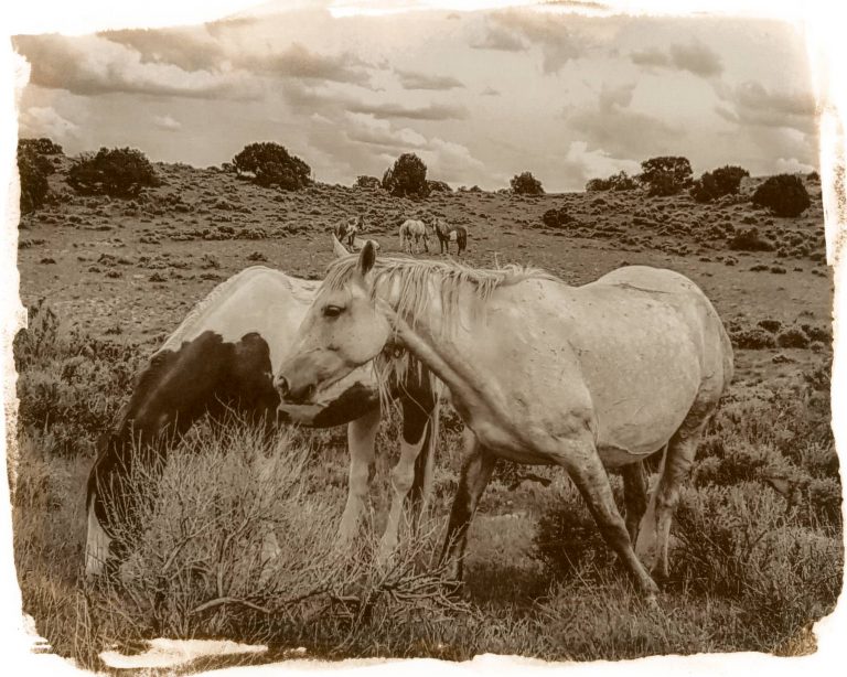 wild horses - salt print