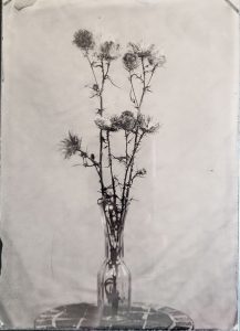 Thistles in Collodion