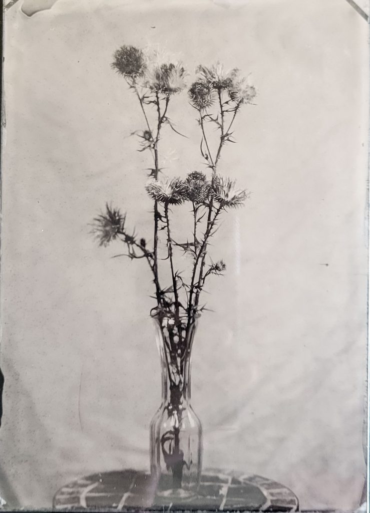 wet plate collodion thistles