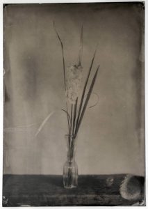 Fall is Cattail Season – Wet Plate Collodion