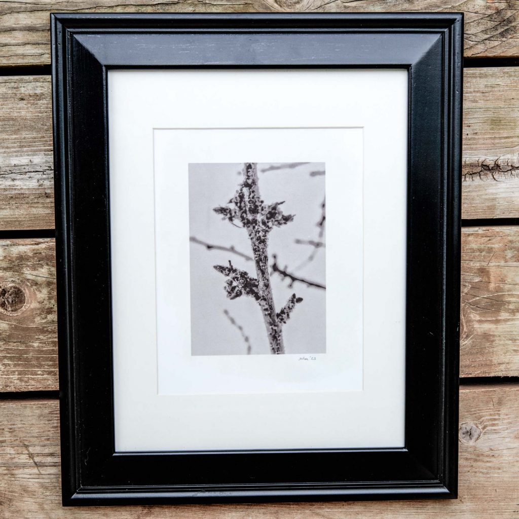 salt print of a frost covered branch