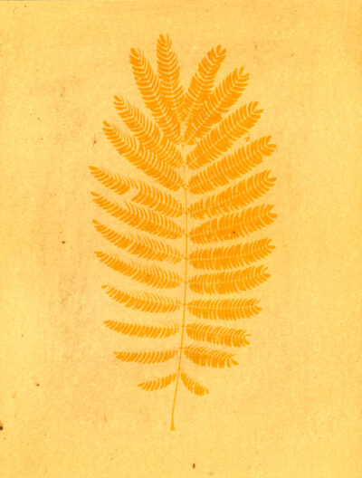 Turmeric Anthotype