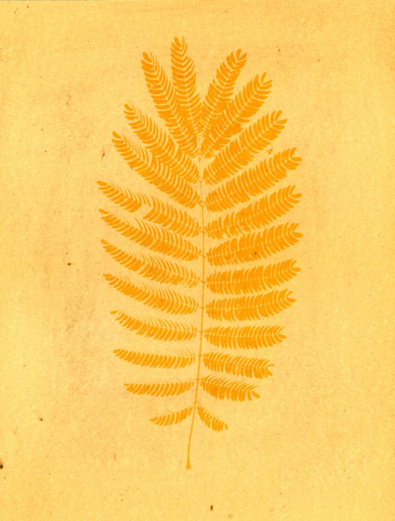 turmeric anthotype of a fern