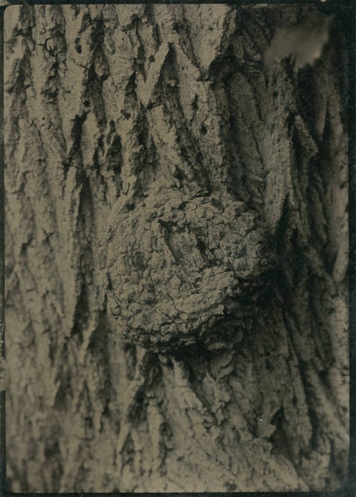 tintype of a box elder tree