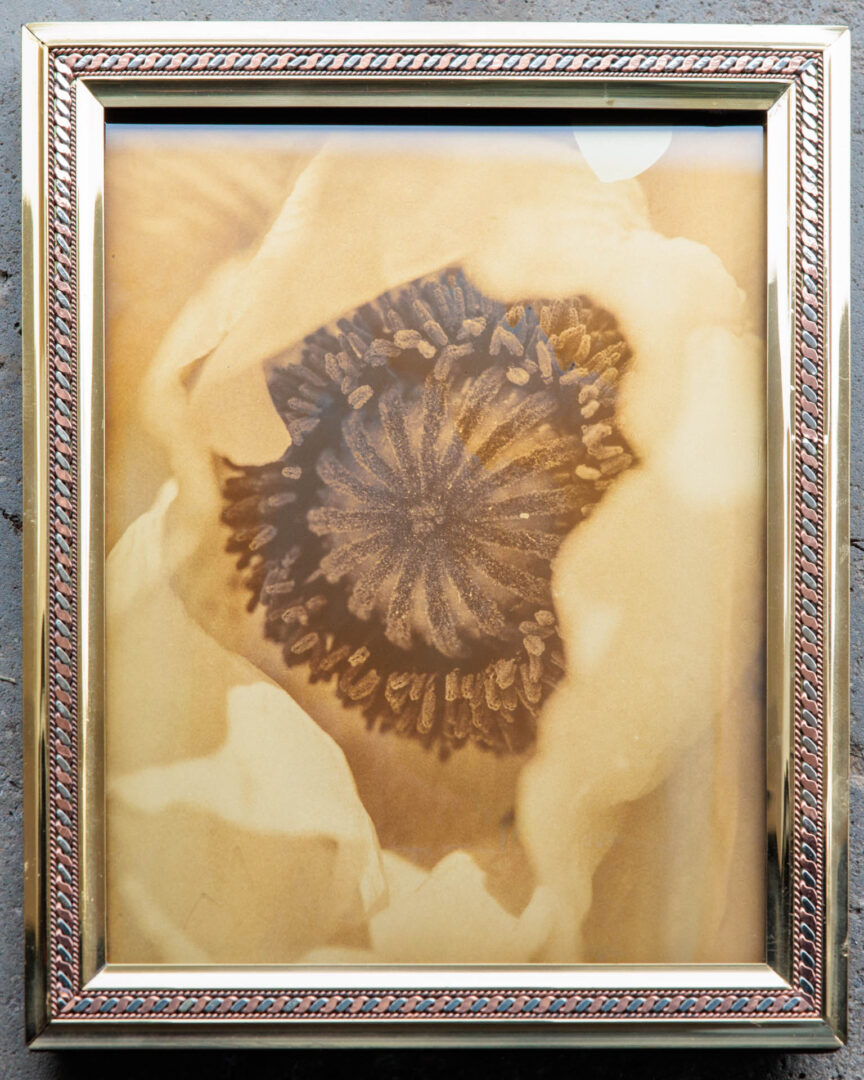 silver collodion glass plate image of a poppie