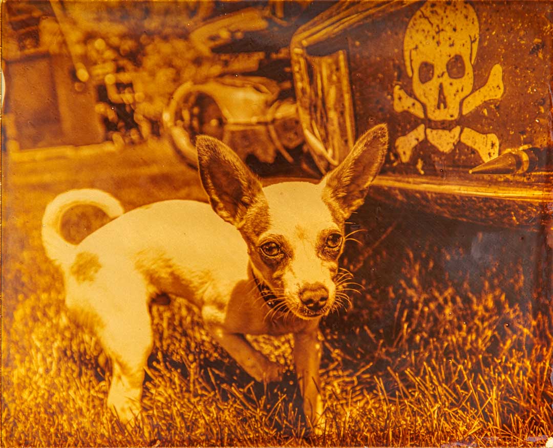 POP Print dog and a car