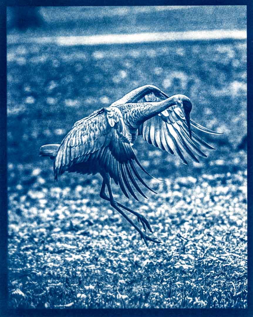 cyanotype of a sandhill crane